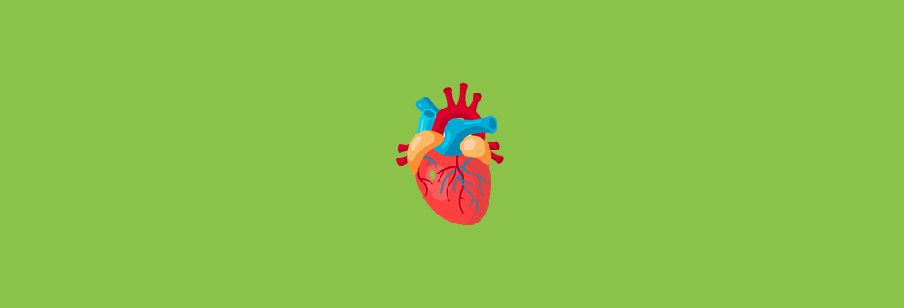 Anatomia cardíaca
