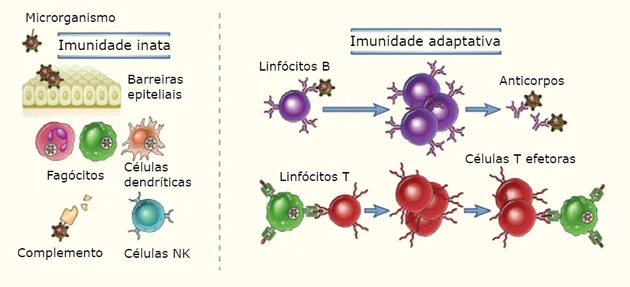 Tipos de imunidade no teste de Coombs. 